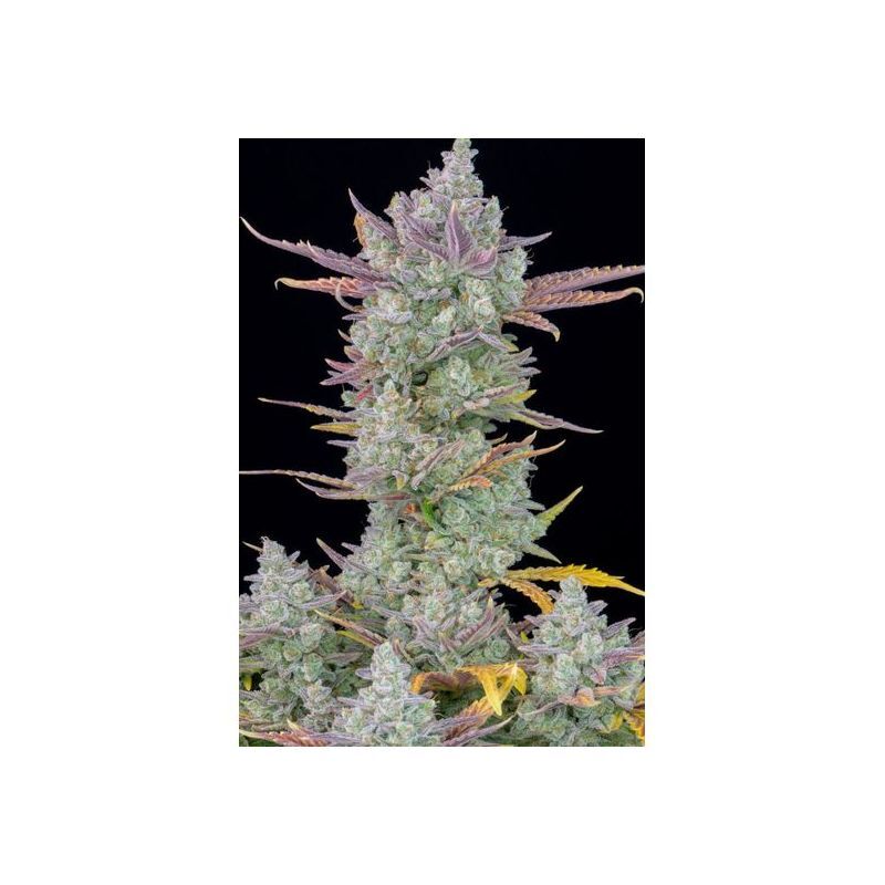 Gorilla Cookies Auto, Фасовка: 5